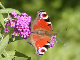 1175_buddleia_babocka.jpg